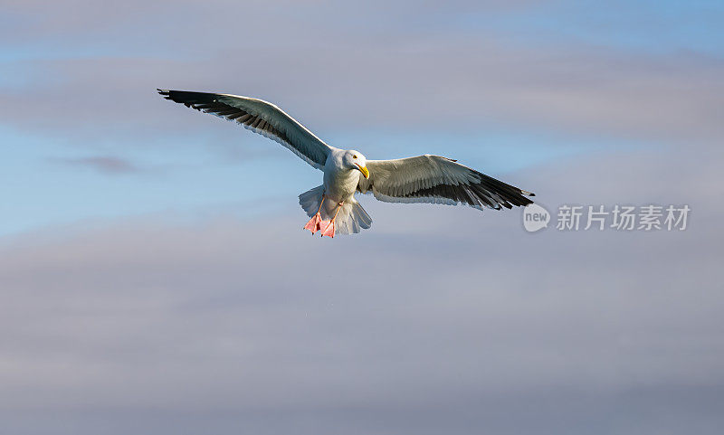 西鸥(Larus occidentalis)是一种大型白头鸥，生活在北美西海岸和太平洋上。圣伊格纳西奥泻湖，下加利福尼亚南部，墨西哥。站着。